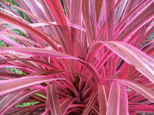 2 x Cordyline australis 'Pink