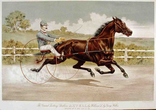 Axtell horse photo print - horse,