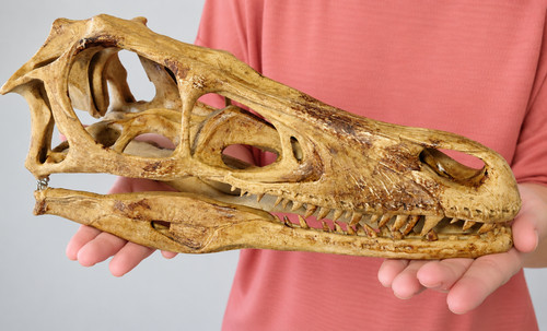 Large dinosaur skull replica - dinosaur,