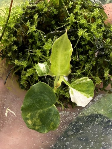 Rare variegated anthurium - rare,