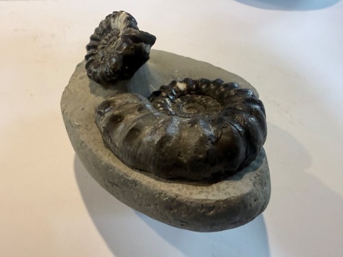Ammonite fossil - ammonite, uk