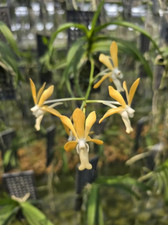 Rare Vanda denisoniana x Asc curvifolium orchid plant  FS , not in bloom