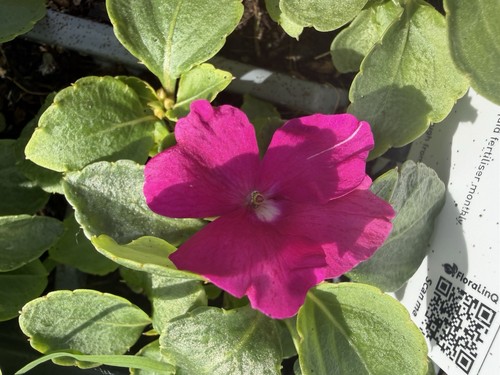 Busy lizzie impatiens - impatiens, mixed