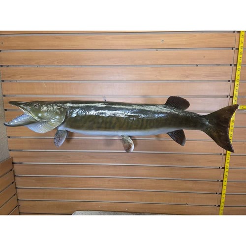 Jtv259 pike fish taxidermy - jtv259,