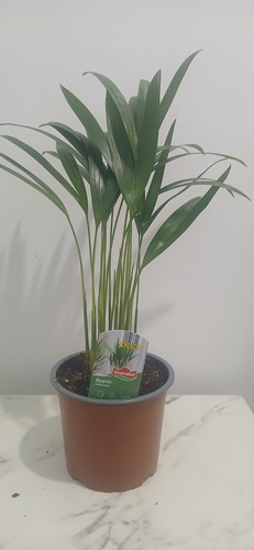 Areca palm large - palm,