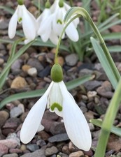 Galanthus ‘Wisley Magnet’