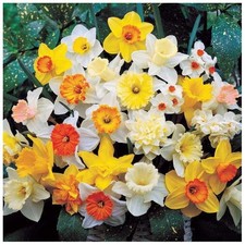 Narcissus species mixed - 10,