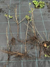 Gooseberry Cuttings Well
