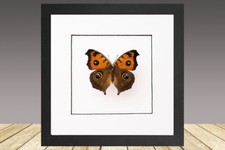 Peacock Pans, framed