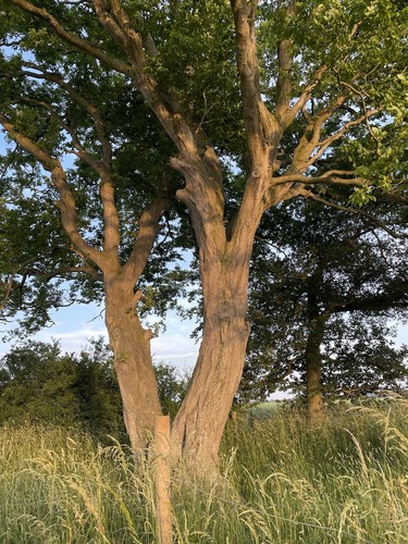 Hornbeam tree sapling - hornbeam,