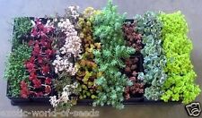 SEDUM ICE PLANT STONECROP SEEDS MIX OF UNUSUAL FORMS FOR ROCK GARDEN