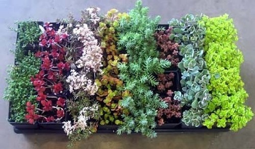 Sedum ice plant stonecrop - ice,