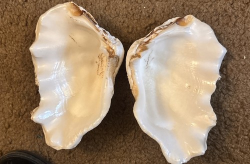 Vtg large whole natural clam - whole,