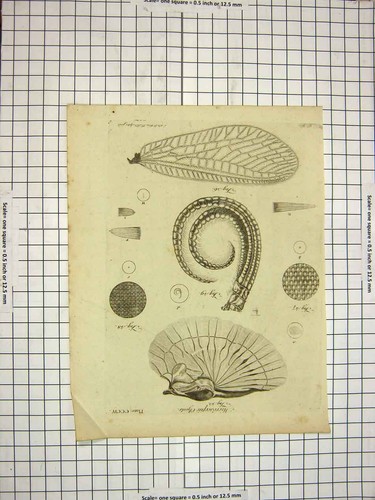 Original old antique print - original,
