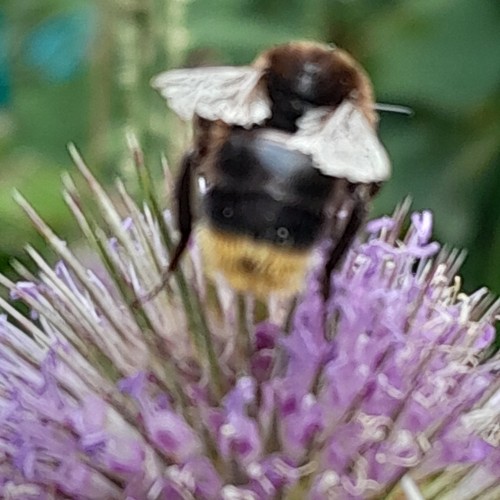 Large potted wild teasel - 1,