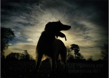 Lurcher greeting card