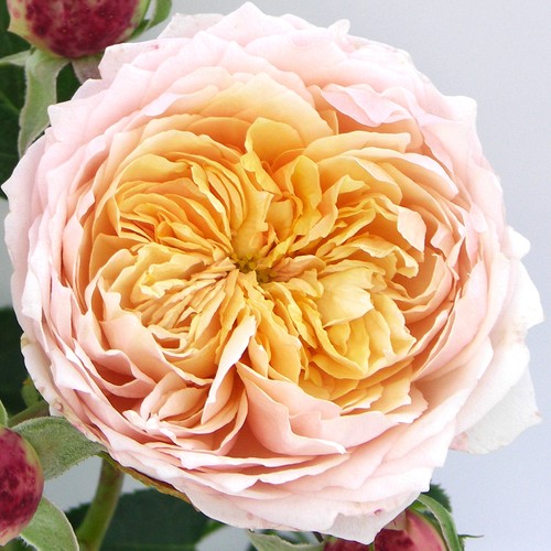 Rose anthony - 'anthony's,