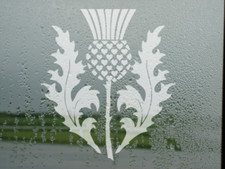 Scottish Thistle Flower with