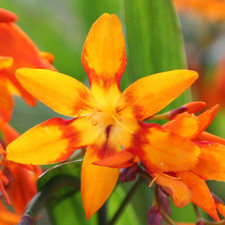 Crocosmia x crocosmiiflora