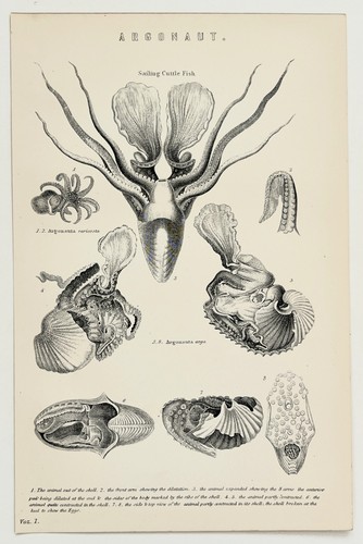 ARGONAUT-OCTOPUS-PAPER