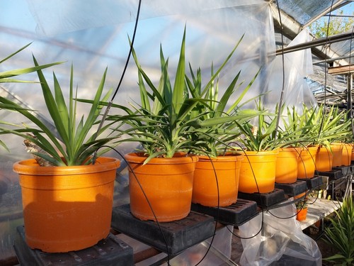 Beautiful yucca elephantibes - beautiful,