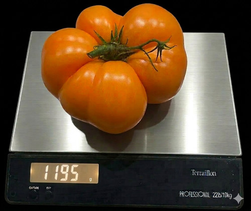 Giant 2kg 2 - giant, /