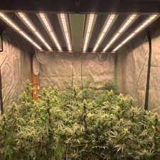 Spider 1000W LED Commercial Grow Light Full Spectrum Indoor Veg Bloom Plants CO2