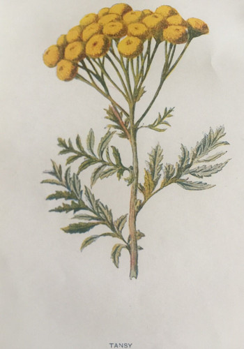 Antique print tansy c1900 - print,