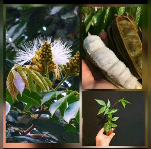 Ice cream bean tree inga - tree, (inga