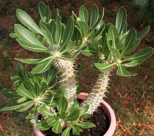 Pachypodium densiflorum 10 - pachypodium,