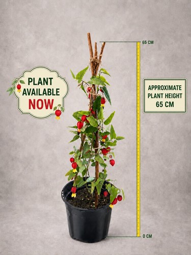 Semi evergreen abutilon - 🏮semi,