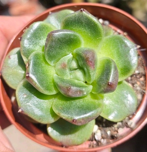 Echeveria black rose - echeveria,