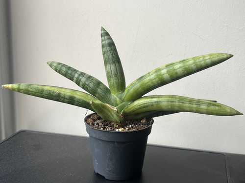 Sansevieria boncel variegated