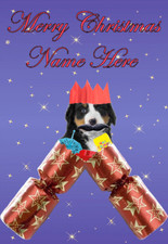 cccc 16 Bernese Mountain Pup