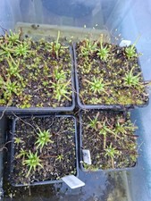 Carnivorous Plant Drosera