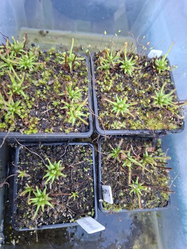 Carnivorous plant drosera - carnivorous,