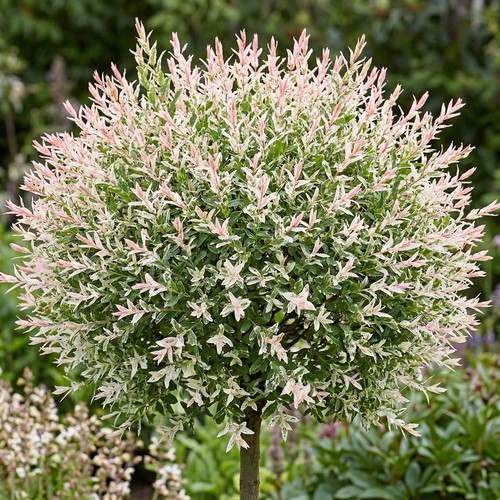 Salix hakuro nishiki rhs - hakuro,