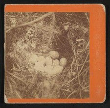 Partridge nest and eggs / from