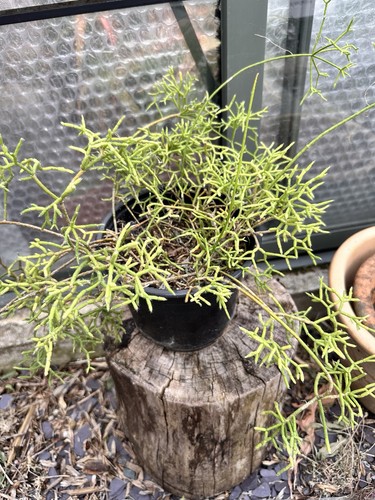Huge rhipsalis plant cm - huge,