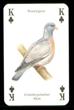 1 x playing card Garden bird – Wood Pigeon – King of Clubs ZU 14