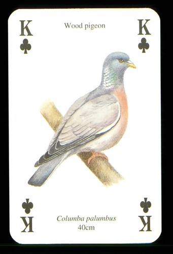 Playing card garden - x,