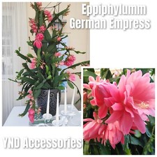 3  RARE Epiphyllum German Empress Succculent rooted plants large flowers 