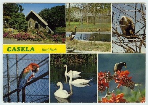 1980s postcard casela bird - 1980s,