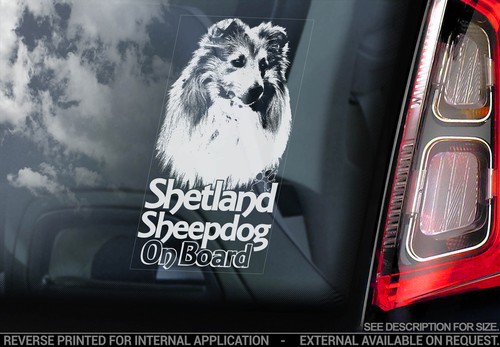 Shetland sheepdog car window - car,