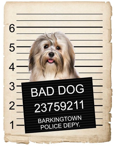 Havanese mugshot bad - havanese,