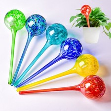 1pc plant self - plant, bulb