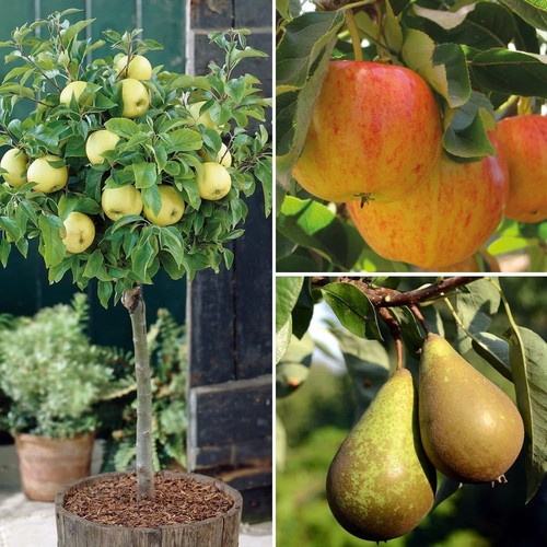 Dwarf patio fruit tree - dwarf,