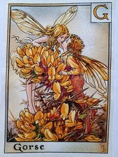 G - GORSE - Alphabet Letters