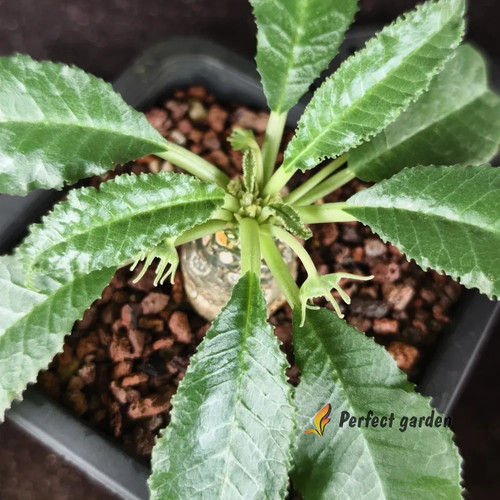 Seeds narrowleaf dorstenia - 5,