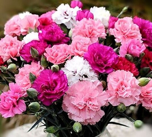 Carnation dianthus - carnation,